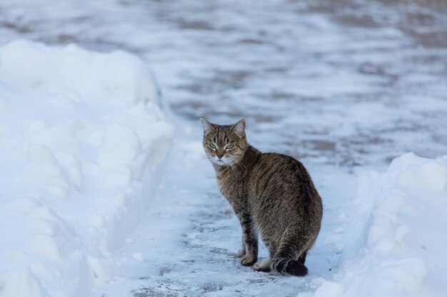 Gato na neve no inverno