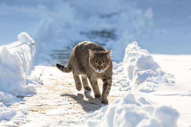 Gato na neve no inverno