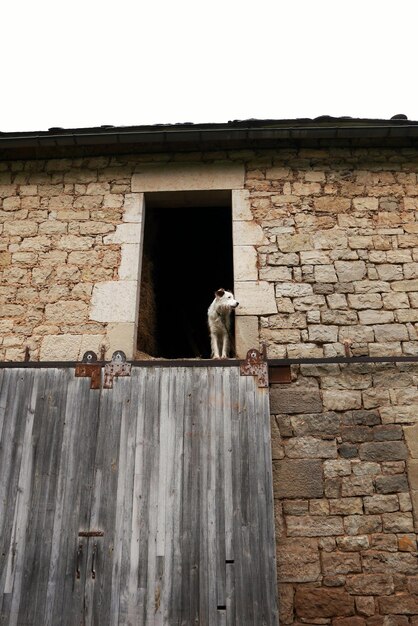 Foto gato na parede de tijolos