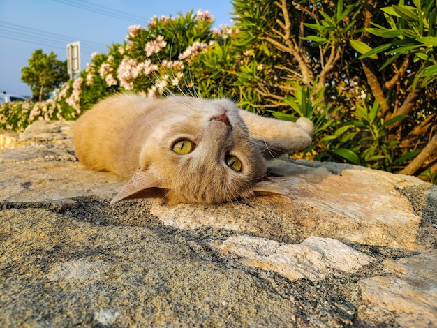 Foto gato na pedra no verão, chipre