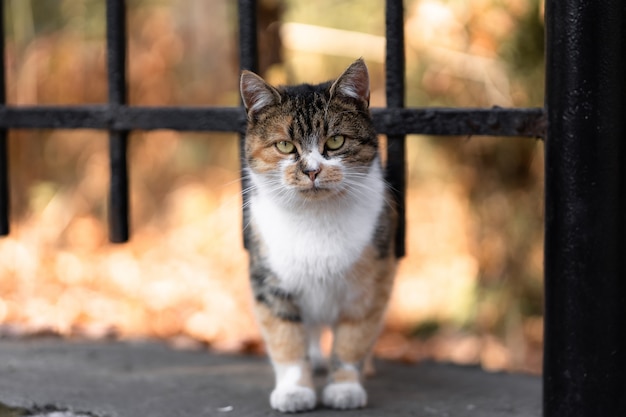 Gato na rua olhando para o lado, olhos verdes, bichinhos ao ar livre, sem-teto. conceito de animais domésticos