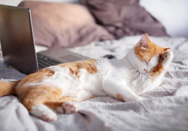 Gato naranja y blanco acostado en la cama y limpiándose