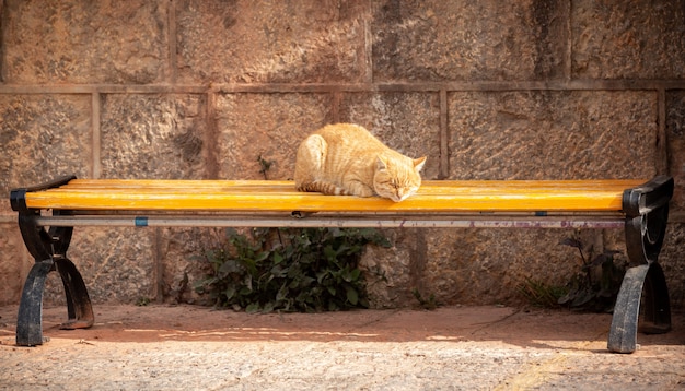 Gato naranja durmiendo en silla de madera amarilla al aire libre