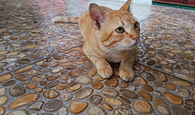 Gato naranja jengibre lindo juego en casa