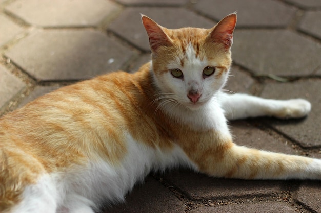 gato naranja local en el pueblo