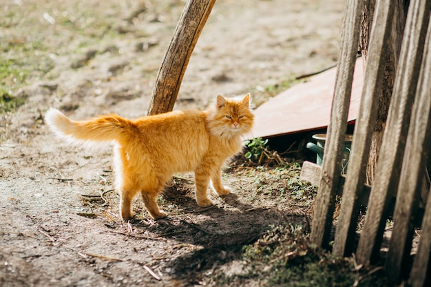 Foto gato naranja en el patio