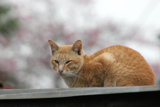 gato naranja en el techo