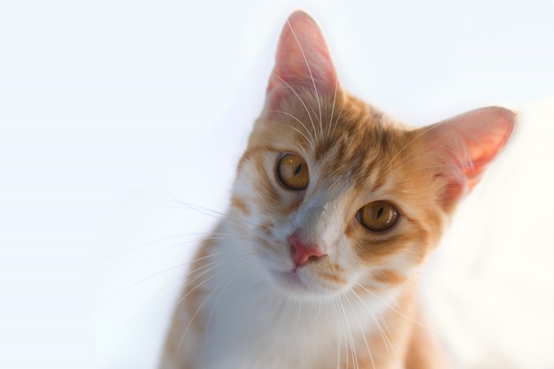 El gato naranja se ve así.