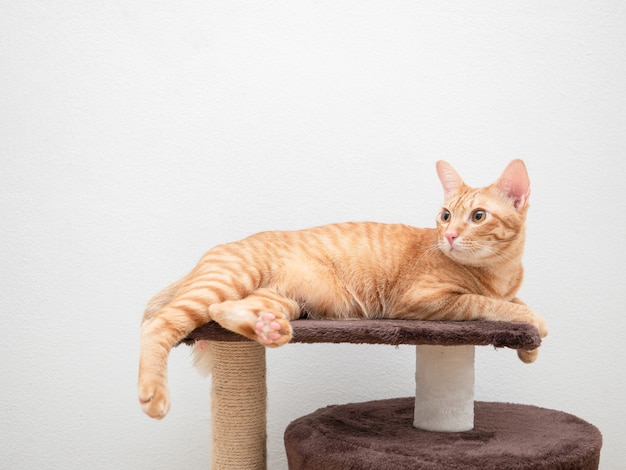 Gato naranja yacía en condominio gato copia espacio hacia arriba fondo blanco.