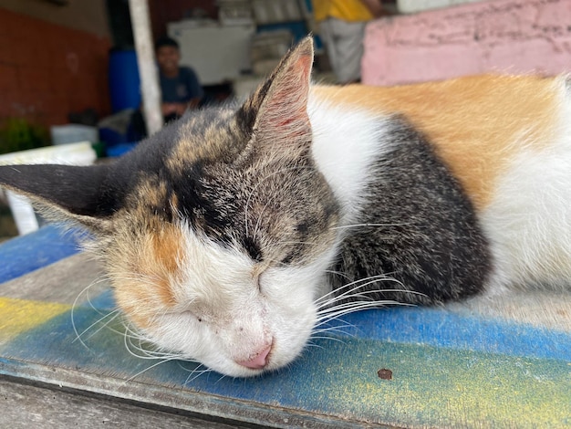 Un gato con la nariz rosa