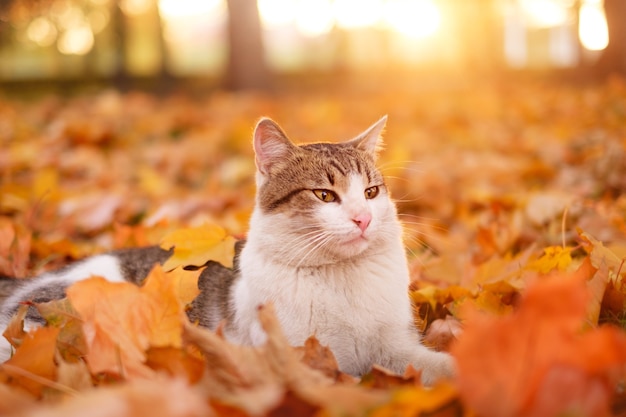 Gato nas folhas de outono, queda no parque