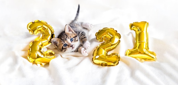 Gato natalino 2021. gatinho com balões em folha de ouro numero 2021 ano novo. gatinho listrado em fundo branco festivo de natal.