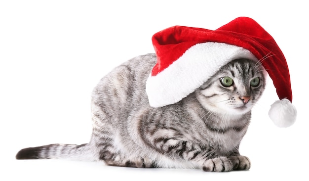 Gato de Navidad aislado en blanco