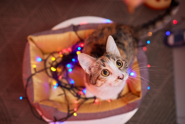 Gato de Navidad. Gatito rayado retrato con guirnalda de luces de Navidad sobre fondo rojo festivo.