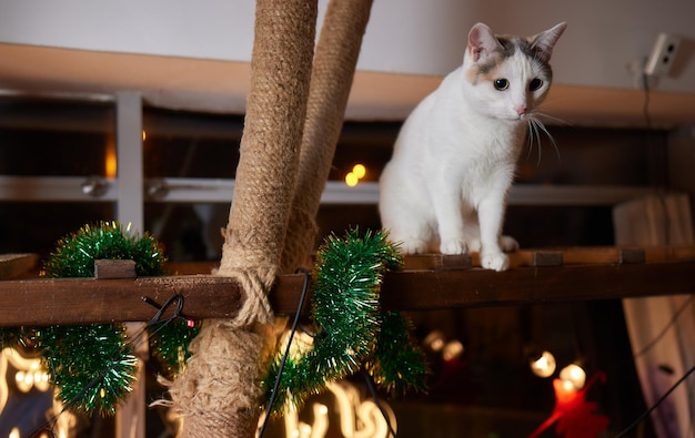 Gato de Navidad. Gatito rayado retrato con guirnalda de luces de Navidad sobre fondo rojo festivo.