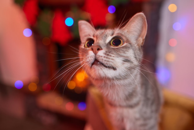 Gato de Navidad. Gatito rayado retrato con guirnalda de luces de Navidad sobre fondo rojo festivo.