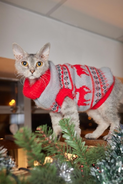 Gato de Navidad. Gatito rayado retrato con guirnalda de luces de Navidad sobre fondo rojo festivo.