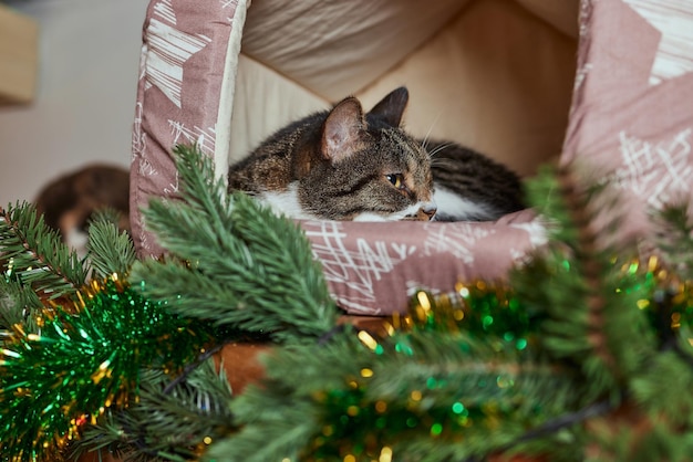 Gato de Navidad. Gatito rayado retrato con guirnalda de luces de Navidad sobre fondo rojo festivo.