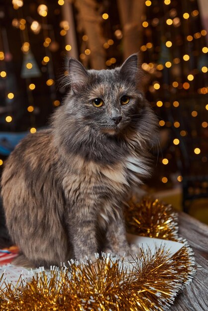 Gato de Navidad. Gatito rayado retrato con guirnalda de luces de Navidad sobre fondo rojo festivo.