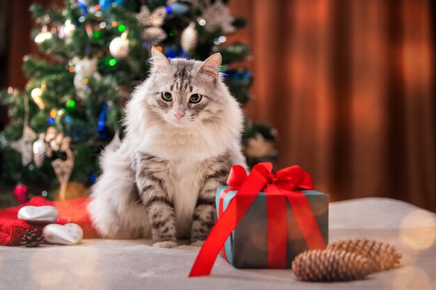 Gato de Navidad Retrato de gato gordo y esponjoso junto a la caja de regalo