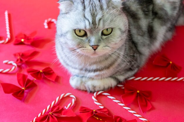 Gato de Navidad sobre una superficie roja. Scotch Fold lindo gato con hermosos ojos