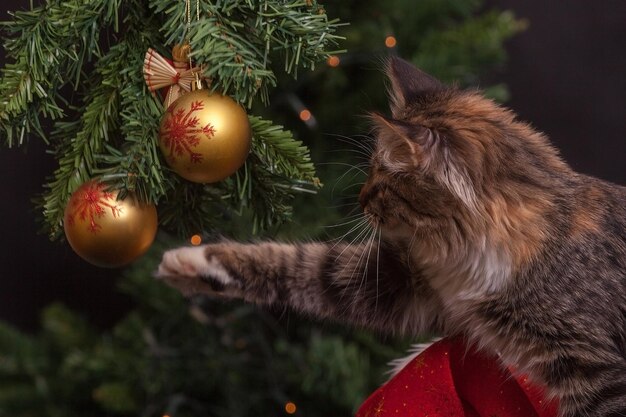 Foto gato de navidad