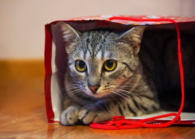 Foto gato de navidad