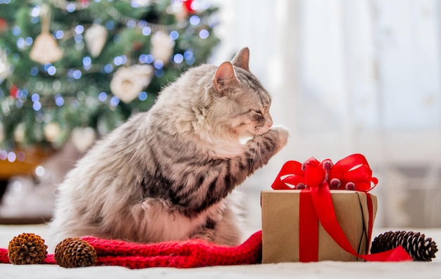 Gato navideño Retrato de un gato gordo y esponjoso junto a una caja de regalo en el fondo de un árbol de Navidad y luces de guirnaldas