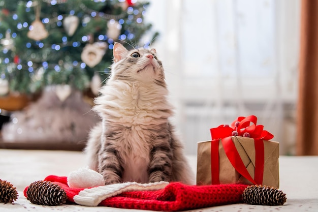 Gato navideño Retrato de un gato gordo y esponjoso junto a una caja de regalo en el fondo de un árbol de Navidad y luces de guirnaldas