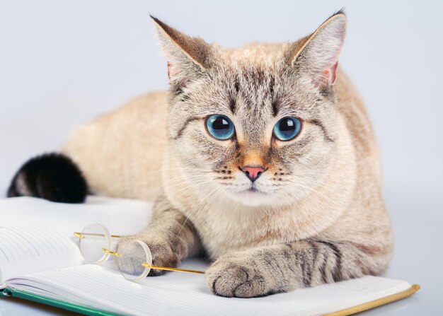 Foto gato de negocios con libro y gafas.