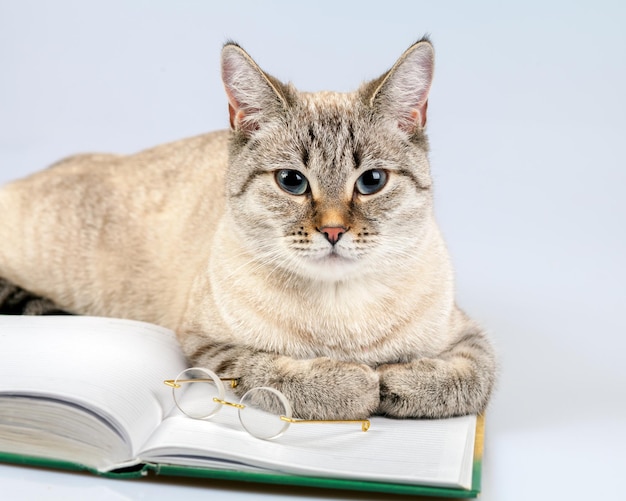 Gato de negocios con libro y gafas.