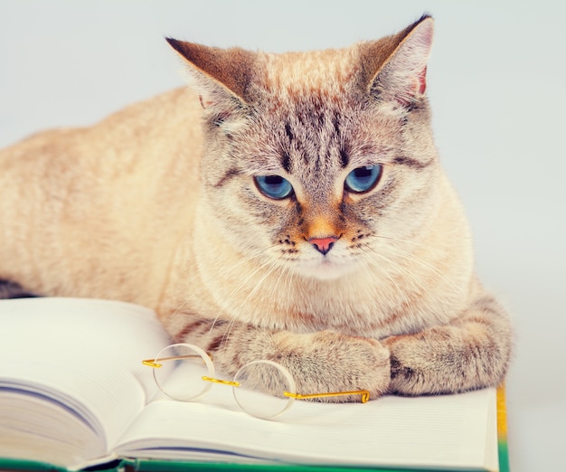 Foto gato de negocios con libro y gafas