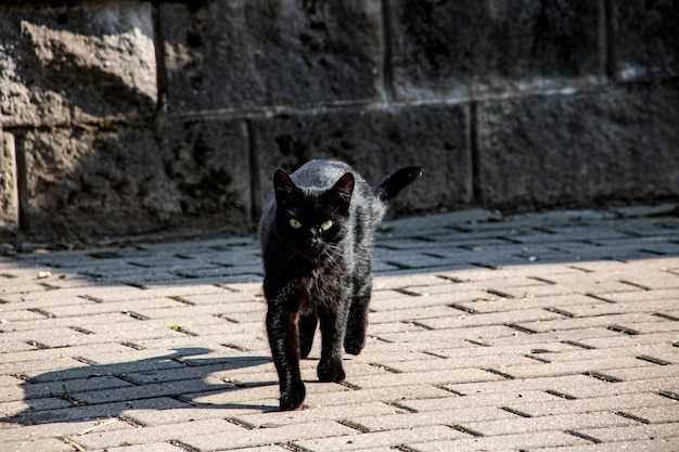 Gato negro en la acera de cerca