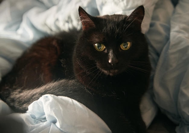 gato negro acostado en la cama