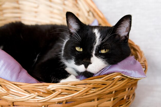 Gato negro acostado en una canasta con almohada morada