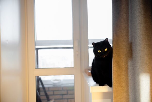 Gato negro acostado en una silla amarilla vista superior horizontal copyspace