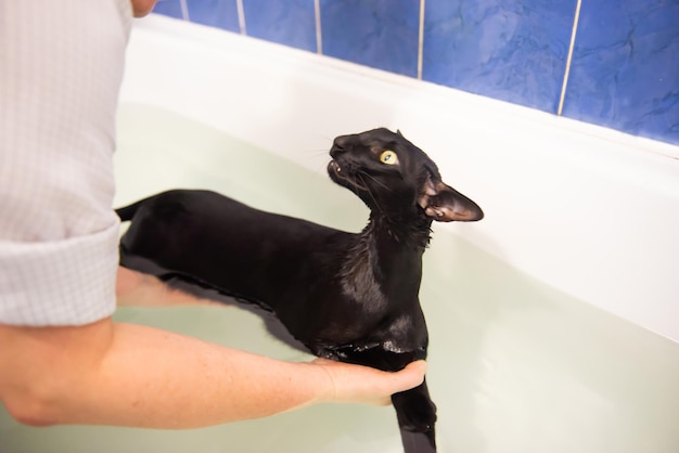 Gato negro en agua tomando baño