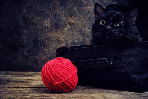 Gato negro con una bola de lana roja en una bolsa contra una pared vieja.