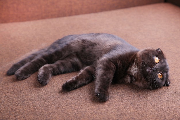 Gato negro británico de pelo corto con ojos amarillos