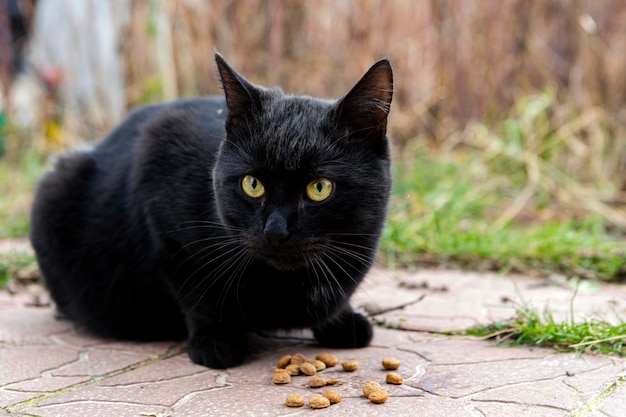 El gato negro callejero come comida. Cuidado de animales sin hogar.