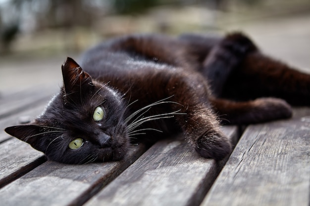 Gato negro callejero descansa acostado sobre una mesa hecha de listones de madera en el parque de la ciudad