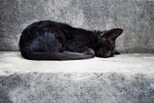 Un gato negro callejero durmiendo en el hormigón