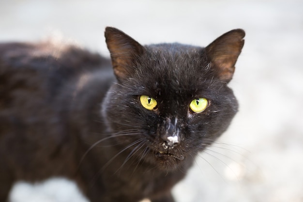 Un gato negro callejero mira dentro del marco. Oreja de mascota rota, gato callejero hambriento, refugio de animales, medicina veterinaria