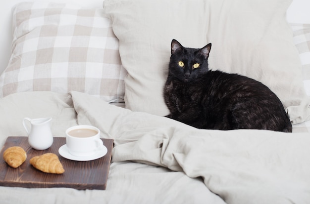 Gato negro en la cama en el dormitorio