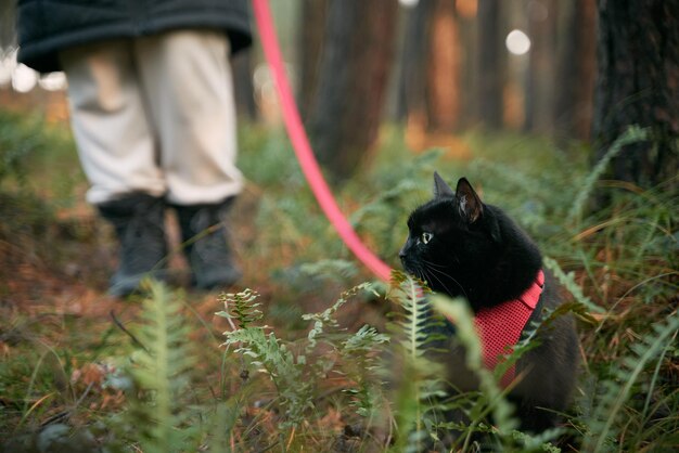 Un gato negro camina con una correa roja en el bosque Gato doméstico durante la caminata al aire libre