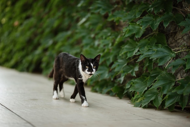 Gato negro camina a lo largo de vides de jardín