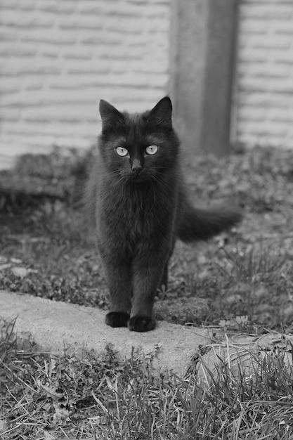 un gato negro camina por el pueblo