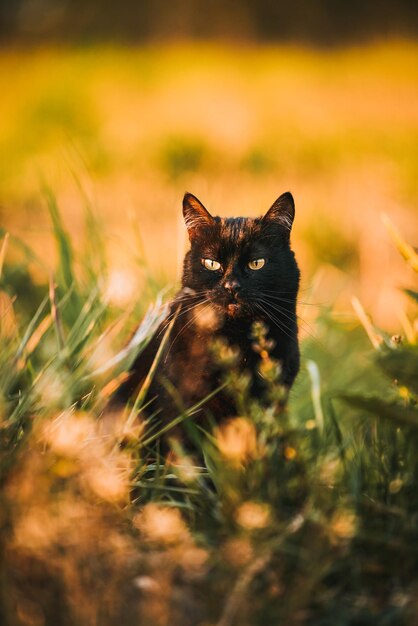 Un gato negro en un campo de hierba Hermoso retrato de gato negro con ojos amarillos en la naturaleza Gato doméstico caminando en la hierba