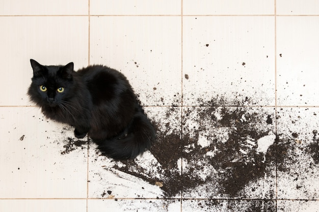 Gato negro cayó y rompió maceta con planta verde en el piso de la cocina.