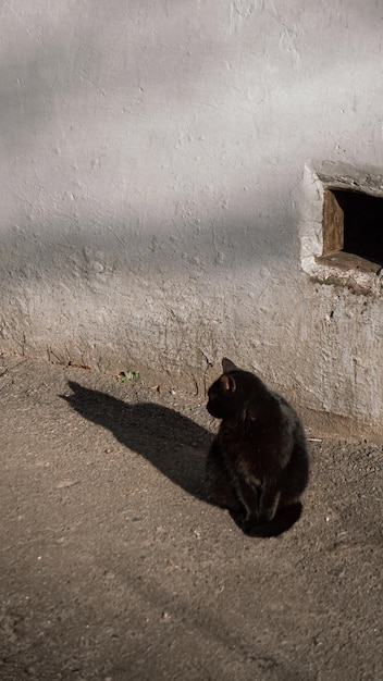 Gato negro cerca de la pared.